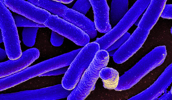 synthetic-microbial-ecology